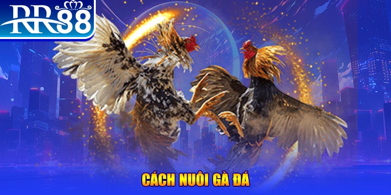 vvvwin6 Ws168 Đá Gà
