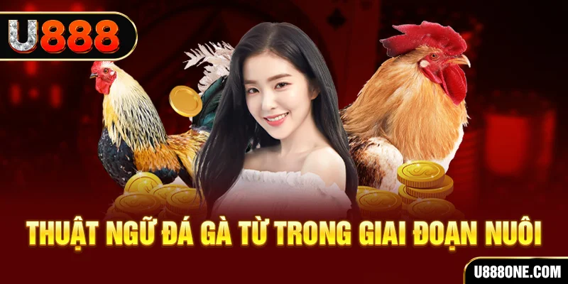 vvvwin6 xổ số miền bắc 90 ngày