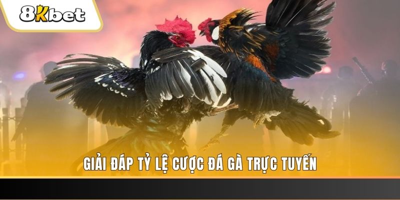 vvvwin6 ga choi cau thanh