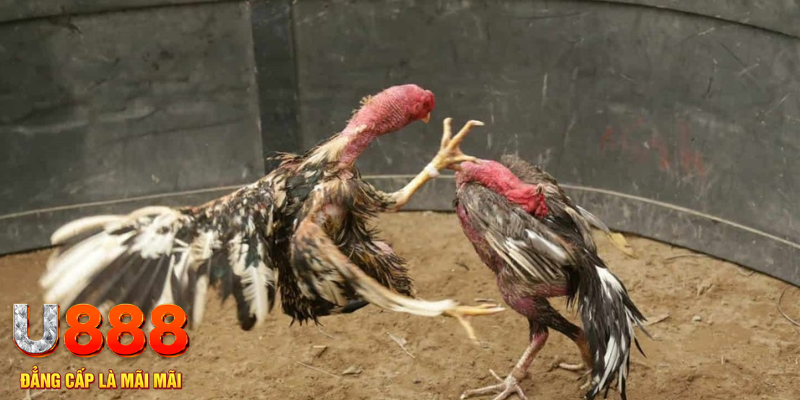 vvvwin6 đăng nhập liêng hôm nay